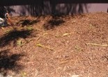 Mulch Landscaping Solutions